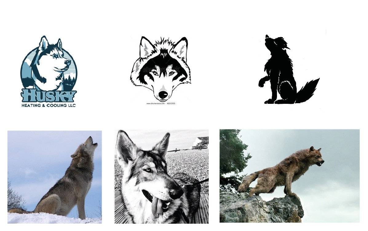 Wolf and Dog examples